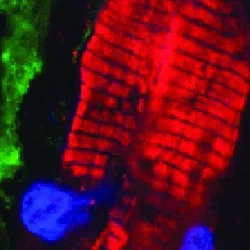 Immunofluorescent staining demonstrating fibroblasts expressing the Channelrhodopsin protein in heart scar tissue. The ChR2-expressing fibroblast (green, arrow) is in close proximity to cardiomyocytes (red) within scar.