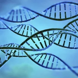 Cell DNA