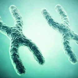 X chromosomes