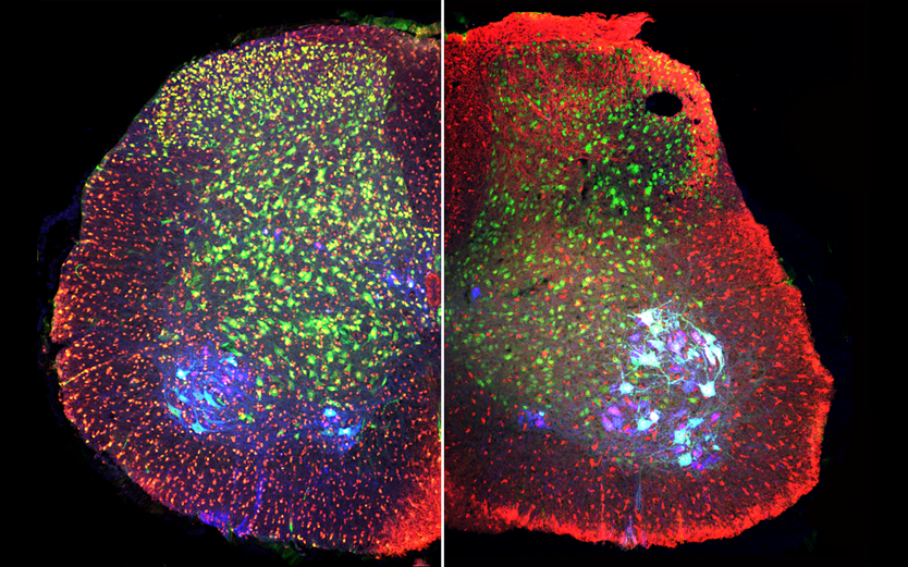 Postnatal mouse spinal cord