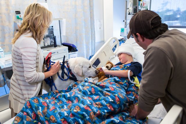 Animal Assisted Therapy PAC Dog with Young Patient