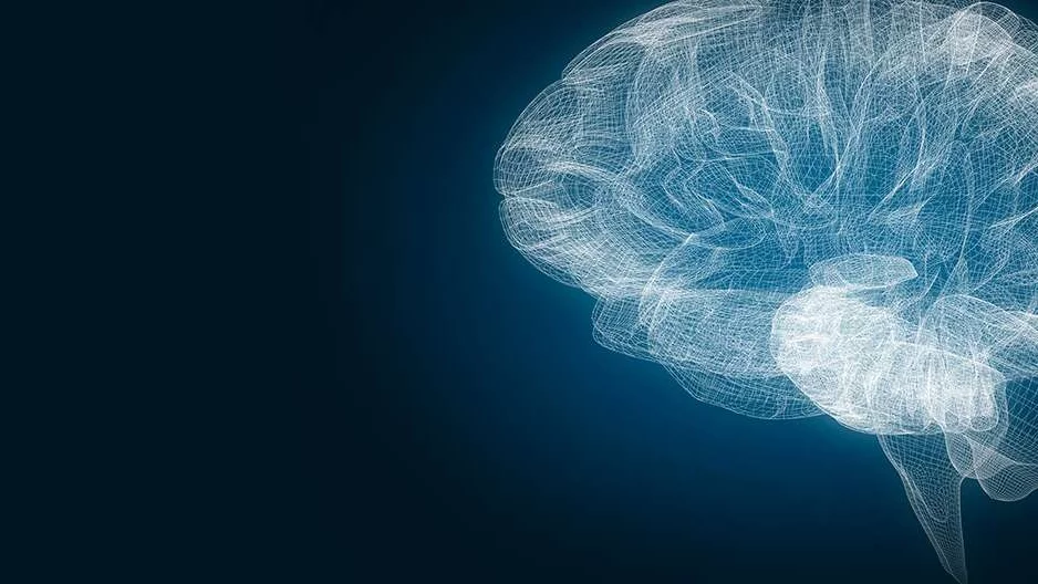 Photo of graphed out view of brain and brain stem 