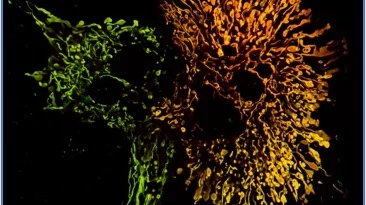 Mitochondria Function, Form and Food: A mitochondria changes shape to process excess nutrients