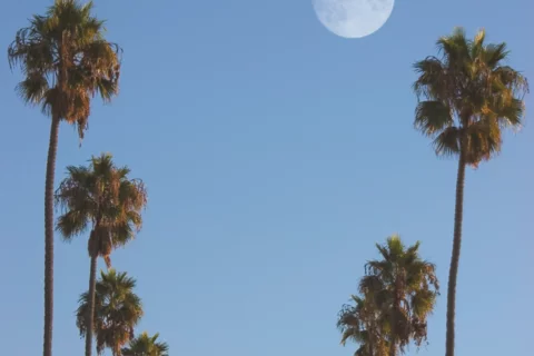Palm Trees with Moon in Background.
