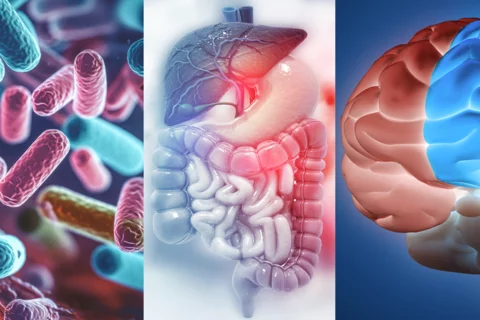 three images of microbes, a human digestive system and a human brain