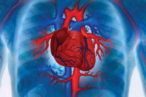 Being a Cardiologist Graphic of Human Heart