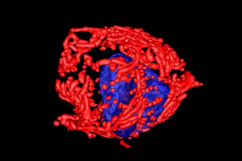 Cancer Cells Shackelford Lab