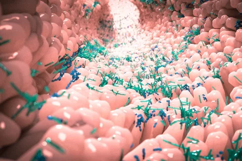 Microbiota