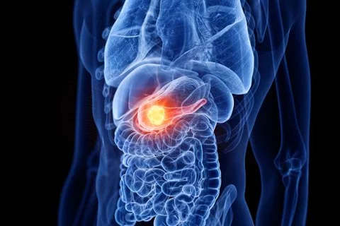 Pancreas on the human body