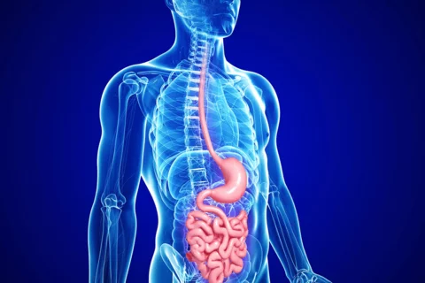 What Is Gastroparesis GI Tract Graphic
