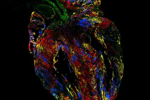 Microscopy image of heart