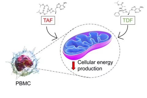 TAF and TDF directly reduce energy production by mitochondria