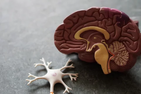 What is neurobiology? 3D Model of the Human Brain and Spinal Stem