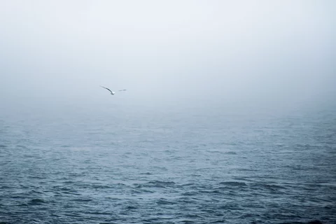 a grey blue ocean fading into a foggy sky with a seagull flying in the middle