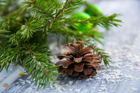 pine cone on table with pine tree branch