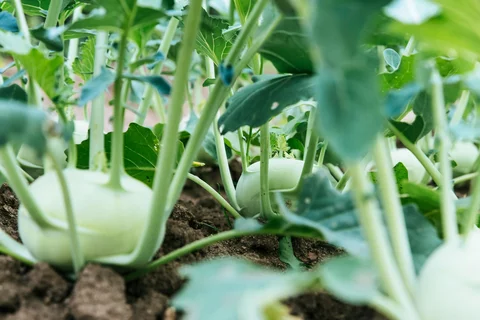 close up shot of plants growing in the ground