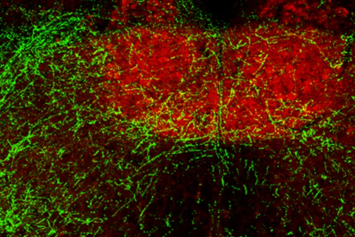 Breathing and the Brain