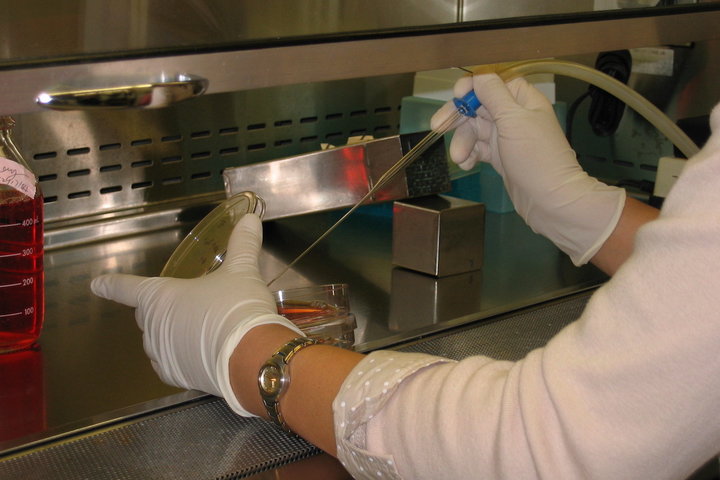 Hematology imagery - biological samples