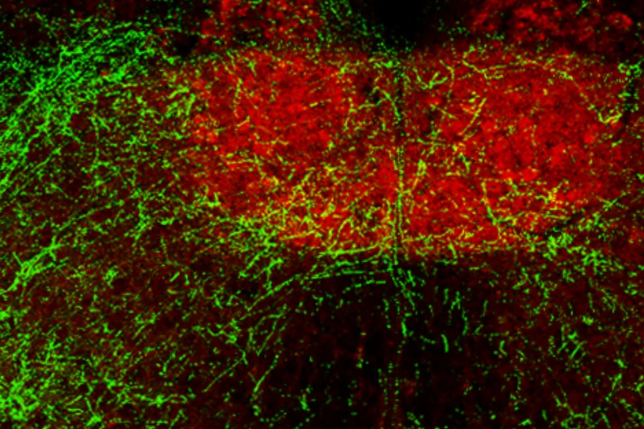 Breathing and the Brain