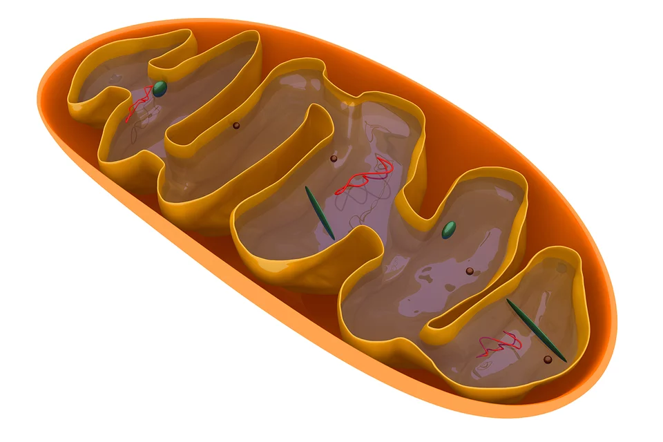 Metabolism - Image of Mitochondria