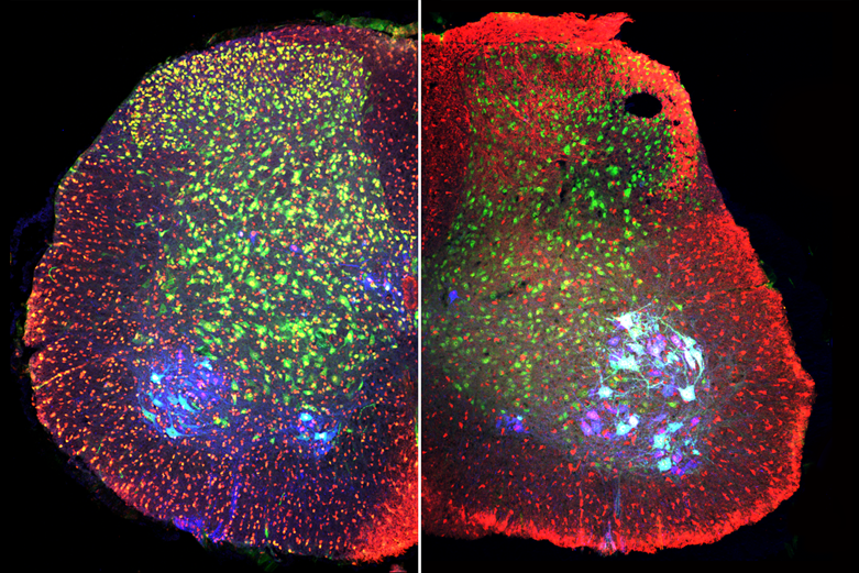 Postnatal mouse spinal cord and neural circuits research