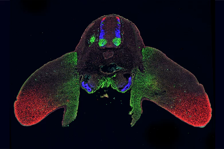 Transverse section through a day 4 chicken neural circuits research