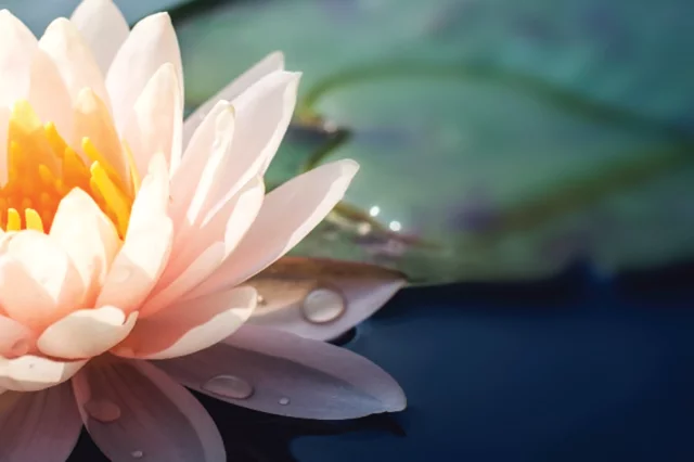 Lotus Flower in Pond for Integrative Medicine Section