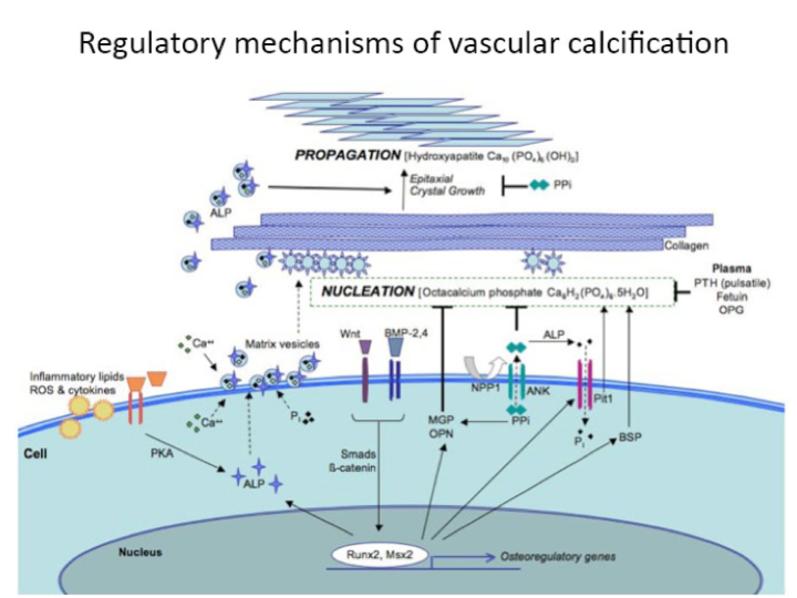Cardiovascular calcification regulatory mechanisms