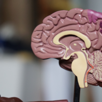 Neurologist vs. neurosurgeon - A brain surgeon's perspective and 3D model of a brain