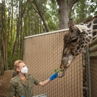 Dr. Barbara Natterson-Horowitz and a giraffe at the zoo
