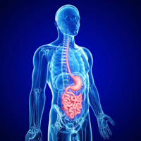 What Is Gastroparesis GI Tract Graphic