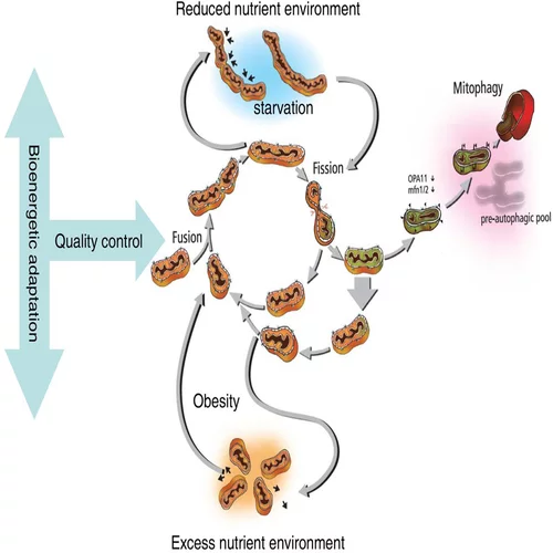 Mitochondria Quality Control Diagram