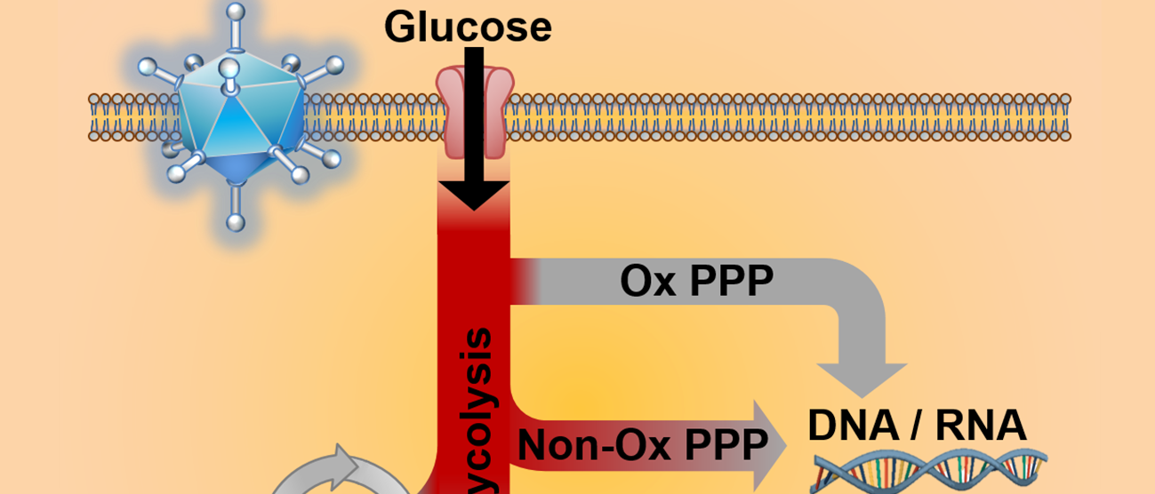 Glucose Cancer Metabolism - Medical School photo