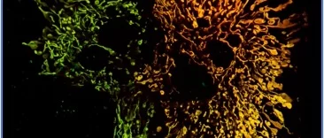 Mitochondria Function, Form and Food: A mitochondria changes shape to process excess nutrients