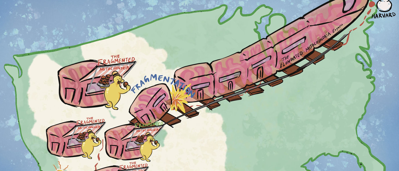 Mitochondria Function, Form and Food: An illustration captures the analogy of mitochondria as trains