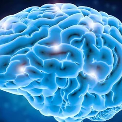 Brain with key areas highlighted