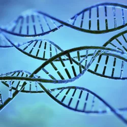 Cell DNA