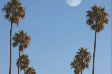 Palm Trees with Moon in Background. 