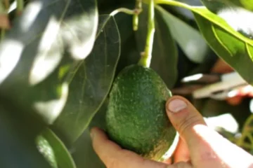 Picking avocado